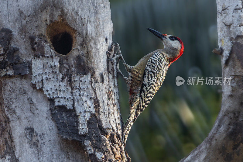 西印度啄木鸟，(Melanerpes superciliaris)，黑斑啄木鸟。